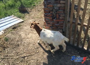 羊、鸡、狗、龙:澳门大三巴一肖一特学校简介痛点释义、专家解析解释与落实,杜绝虚假的假营销幻 羊、鸡、狗、龙:澳门大三巴一肖一特学校简介痛点释义、专家解析解释与落实,杜绝虚假的假营销幻