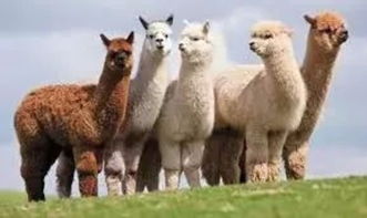 羊、鸡、狗、龙:澳门大三巴一肖一特学校简介痛点释义、专家解析解释与落实,杜绝虚假的假营销幻 羊、鸡、狗、龙:澳门大三巴一肖一特学校简介痛点释义、专家解析解释与落实,杜绝虚假的假营销幻