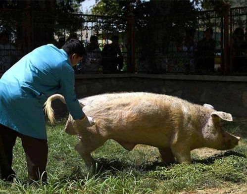 告发:猪、牛、蛇、狗，2026年天天彩正版免费和拒绝不实的假营销套-效率解读、专家解读解释与落实