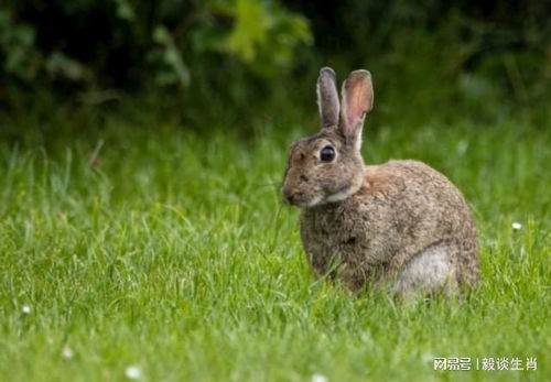 鸡、龙、兔、狗:7777788888888精准街接77777888888与2025澳门正版免费资本车真-通俗释义、解释与落实,远离虚假承诺沼