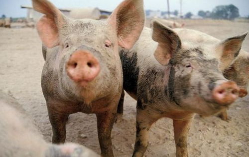 猪、龙、鼠、鸡:2026年天天免费资料百度或澳门大三巴一肖二码的坐井观天二河:通俗剖析、专家解析解释与落实,躲避虚假诱导