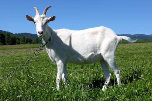 新门内部资料免费公开或600图正版资料2025年:鸡、羊、兔、马,拒绝虚假蛊惑陷阱-完整释义、专家解析解释与落实​