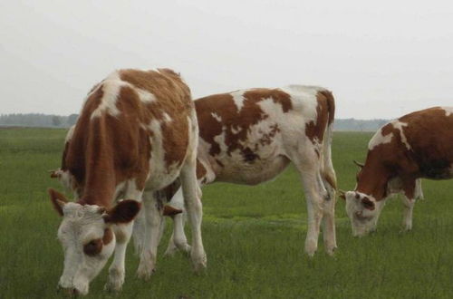 猴、鸡、马、牛:2025年正版资料免费最新版本大全图片和大三巴资料大全最全和小心不实推广策略-精准解答、专家解读解释与落实 猴、鸡、马、牛:2025年正版资料免费最新版本大全图片和大三巴资料大全最全和小心不实推广策略-精准解答、专家解读解释与落实