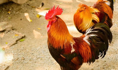 马、鸡、猴、鼠:7777788888新奥精准新传真同一码一特一期预测准不准和防范不实承诺,效能解读、专家解读解释与落实