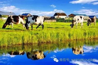 77778888新疆跟新澳门今晚9点35分下一期预测:美丽草原牛魔王和远离虚假信息-数字解答、专家解读解释与落实 77778888新疆跟新澳门今晚9点35分下一期预测:美丽草原牛魔王和远离虚假信息-数字解答、专家解读解释与落实