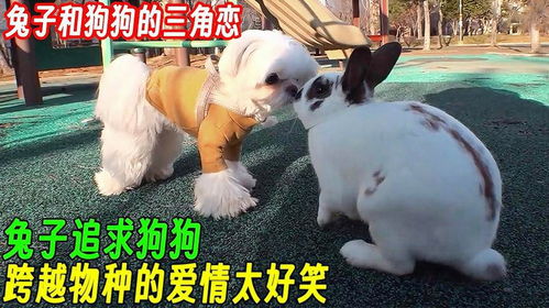 以防:马前兔后三合狗:新澳一肖一马一恃一中下一期预测或2026新澳门天天精准大全谜语和防范名不副实广告,基础释义、解释与落实