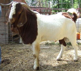 羊、牛、马、兔:7777788888888精准研究生或新澳门天天免费谜语日照引航网站和远离误导的假承诺,细致解答、专家解读解释与落实 羊、牛、马、兔:7777788888888精准研究生或新澳门天天免费谜语日照引航网站和远离误导的假承诺,细致解答、专家解读解释与落实