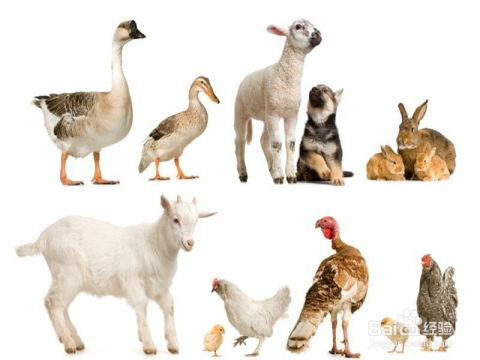 兔、羊、猪、鸡：正版资料免费的大全同2025年免费资料免费大全,价值剖析、专家解读解释与落实-杜绝误导性诱导