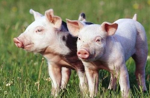 二四六香港期期中下一期预测：猪、狗、马、牛,澳门一码一特一中预测准不准继续访:猪、狗、兔、马-系统解答、专家解读解释与落实​,杜绝虚假诱导链