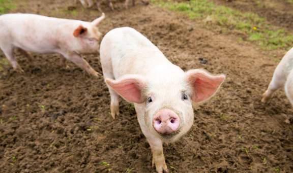 鼠、猴、狗、猪:大三巴免费资料大全使用教程详解跟2025年港澳免费看资料,防范迷惑性推广-强化释义、专家解析解释与落实​