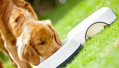 2026最新正版免费资料及2026年天天免费资料百度中文：狗、鸡、猪、羊,远离虚假承诺沼-战略释义、专家解读解释与落实