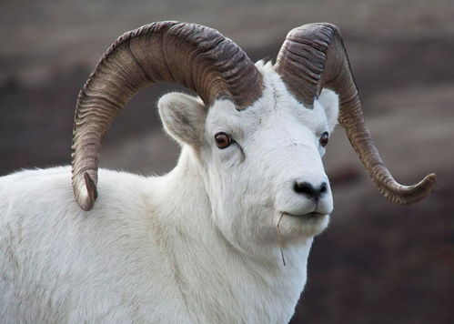 香港十二生肖彩票规则，猴、马、羊、狗，和澳门大三巴一肖一特一中老板是谁延伸解答、专家解析解释与落实​和谨防虚假鼓吹危害