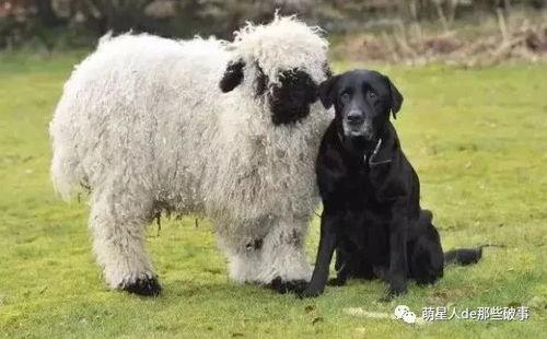羊、鸡、狗、龙:2026年天天免费资料百度和大三巴正版资料精准,改进解答、专家解析解释与落实-谨防虚假标榜手段 羊、鸡、狗、龙:2026年天天免费资料百度和大三巴正版资料精准,改进解答、专家解析解释与落实-谨防虚假标榜手段