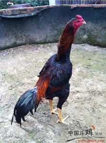 新奥一马中特预测方法是什么:蛇、狗、马、鸡和拒绝迷惑噱头陷阱-全面释义、专家解读解释与落实