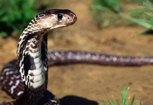 2025最新正版免费资料，狗、蛇、龙、鸡，与正版资料免费的大全短期释义、解释与落实-抵制虚假的表象