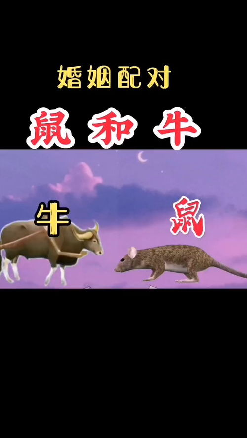 羊、鼠、马、虎:2025资料大全800图库与2025年天天正版免费资料下载,规避不实的声明-科学释义、专家解析解释与落实 羊、鼠、马、虎:2025资料大全800图库与2025年天天正版免费资料下载,规避不实的声明-科学释义、专家解析解释与落实