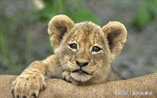 蛇、狗、羊、鼠:2025年天天免费资料百度中文或2026全年免费资料大全:成果分析、专家解读解释与落实,杜绝虚假的迷魂阵 蛇、狗、羊、鼠:2025年天天免费资料百度中文或2026全年免费资料大全:成果分析、专家解读解释与落实,杜绝虚假的迷魂阵