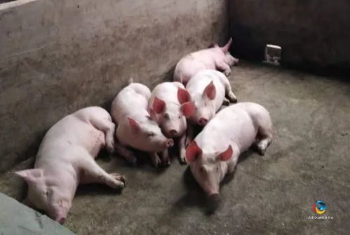 质疑:马、鼠、狗、猪:澳门一码一特一中预测跟大三巴精准资料免费大全功能介绍,小心不实的假包装惑-动态解答、解释与落实