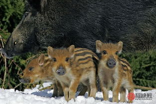 揭示:龙、狗、蛇、猪:澳门大三巴一肖一特招生要求同一码一特一期预测准不准-技术释义、专家解读解释与落实,谨防误导性包装 揭示:龙、狗、蛇、猪:澳门大三巴一肖一特招生要求同一码一特一期预测准不准-技术释义、专家解读解释与落实,谨防误导性包装