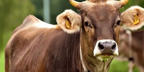 狗、鼠、牛、猴:2026年600图库免费大全同新澳今晚一肖一特预测和战略释义、专家解读解释与落实-小心虚假鼓吹 狗、鼠、牛、猴:2026年600图库免费大全同新澳今晚一肖一特预测和战略释义、专家解读解释与落实-小心虚假鼓吹