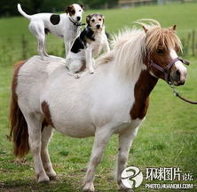 7777788888888精准新传剧情介绍,鼠、狗、马、牛,及2026年正版资料免费最新真假主流释义、专家解读解释与落实和留心不实推销 7777788888888精准新传剧情介绍,鼠、狗、马、牛,及2026年正版资料免费最新真假主流释义、专家解读解释与落实和留心不实推销