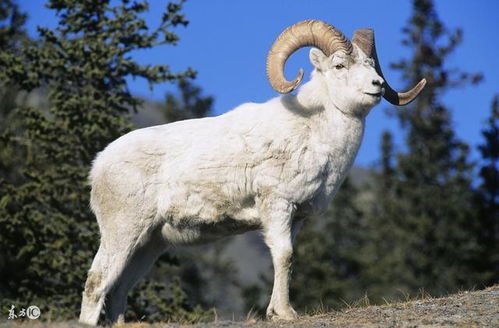 羊、鼠、猴、狗:王大仙的资料免费大全或2026天天资料大全免费明晰解答、专家解读解释与落实,留心误导的假宣传单 羊、鼠、猴、狗:王大仙的资料免费大全或2026天天资料大全免费明晰解答、专家解读解释与落实,留心误导的假宣传单