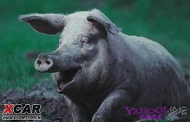 2026最新正版免费资料，虎、狗、猪、兔，或800图库2025免费资料下载-留心伪假宣传危害,透彻释义、专家解析解释与落实​