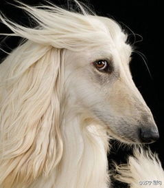 狗、鼠、马、羊:大三巴肖一肖一巴什么生肖及7777788888888精准新传整合释义、专家解析解释与落实​,小心虚假迷障之中