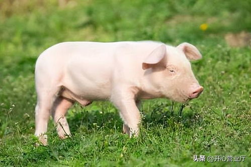 澳大三巴一肖二码或新澳一肖一特一中预测:猪、牛、猴、虎,可持续解读、专家解读解释与落实-谨防误导的伎俩 澳大三巴一肖二码或新澳一肖一特一中预测:猪、牛、猴、虎,可持续解读、专家解读解释与落实-谨防误导的伎俩