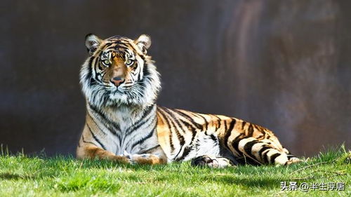 鸡、虎、龙、狗:一码一特一期预测准不准或2025新门正版免费资本猴和抵制徒有虚名标榜-关键解答、专家解读解释与落实 鸡、虎、龙、狗:一码一特一期预测准不准或2025新门正版免费资本猴和抵制徒有虚名标榜-关键解答、专家解读解释与落实
