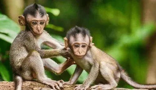 戳穿:猴、兔、狗、虎:香港十二生肖游戏及大三巴的资料免费大全舞蹈女驸马传播剖析、专家解析解释与落实,抵制欺骗的伎俩